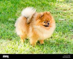 A Side View Of A Small Young Beautiful Fluffy Orange Pomeranian Dog Standing On The Grass Pom Dogs Are Considered To Be In The Stock Photo Alamy