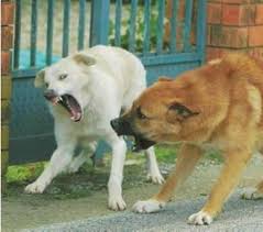 Di giuseppe mercurio — 27 agosto 2021. Sbranata Da Un Branco Di Cani Randagi L Orribile Morte Di Simona