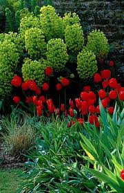 29504 Plants Euphorbia Beautiful Gardens