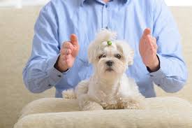 Actress alicia silverstone also had a dog with a biblical name. 400 Spiritual Dog Names What They Mean