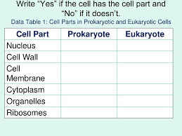 ppt prokaryotic versus eukaryotic cells powerpoint