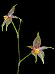 Image result for Microglossa densiflora