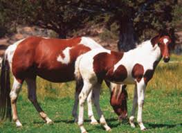 Black White And Brown Paint Horses Pin On Horse Care Tips