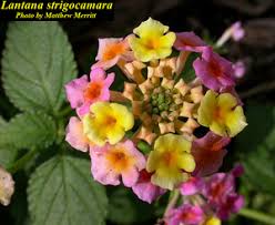 Image result for Lantana tiliifolia