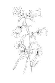 Black And White Flower Outline Tattoo Black And White Vector Illustration Of A Bellflower Outline Botanical Drawing Of Flowers Tattoo In 2020 Flower Drawing Flower Line Drawings Bluebells Flower Tattoo