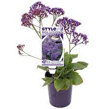 Find 140mm Statice Limonium Perezii Blue At Bunnings Warehouse Visit Your Local Store For The Widest Range Of Gard Tiny White Flowers Colorful Garden Plants