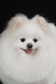 Dog price list in india. Fluffy White Pomeranian Dog Journal Cs Creations Amazon In Office Products