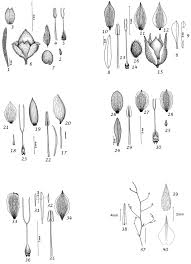 Image result for Convolvulus aschersonii