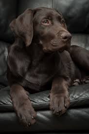 4 Month Old Chocolate Lab Labrador Retriever Lab Puppies Labrador Puppy
