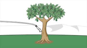 Some avocado trees grow to reach a height of 80 feet, with most getting 20 to 40 feet tall. How To Plant An Avocado Tree With Pictures Wikihow