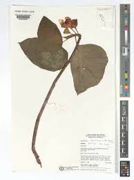 Image result for Begonia poculifera