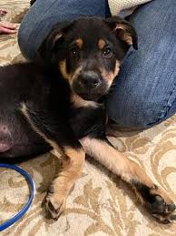 Akc german shepherd puppies for sale in pittsburgh, pennsylvania. Pittsburgh Pa German Shepherd Dog Meet Roland A Pet For Adoption