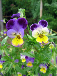 4208 x 3120 jpeg 3403kb. 48 Flowering Ground Cover Plants For Your Garden And Yard Garden Mandy