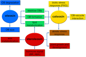 We did not find results for: Frontiers New Insights Into The Role Of Seed Oil Body Proteins In Metabolism And Plant Development Plant Science