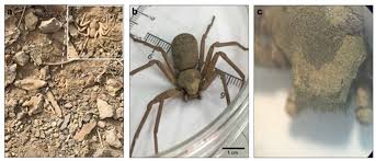 Treating a violin spider or brown recluse spider bite is all about managing the wound itself. Toxins Free Full Text Toxicological Characterization And Phospholipase D Activity Of The Venom Of The Spider Sicarius Thomisoides Html