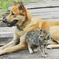 Ada Peribahasa Yg Mengatakan Bagaikan Anjing Dengan Kucing Yg Artinya Dua Orang Yg Saling Bermusuhan Dan Tidak Bisa Didamaikan Apa Ga Ma Dogs Corgi Animals