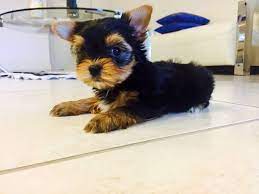 Yorkie poos are small, smart and non shedding. Yorkiepoo Puppies For Sale Detroit Mi 201143 Petzlover