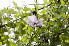 クレマチスの育て方 剪定や挿し木 植え替えの時期と方法は Horti ホルティ By Greensnap