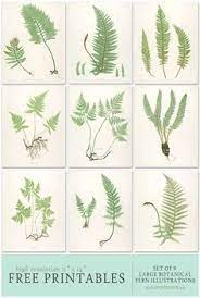 We did not find results for: Collection Of 9 High Res Fern Botanical Prints 11 X 14 For Framing From The Painted Hive Free Printable Art Botanical Prints Fern Printables