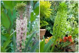 Image result for Eucomis