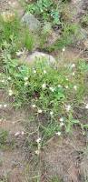 Image result for Oxygonum dregeanum