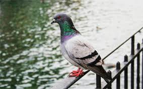 Image result for चिड़िया दाना खाती