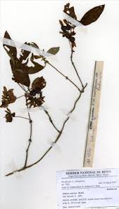 Image result for Sabicea