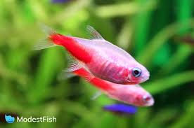 Today nearly all the neon tetras offered for sale are captive bred from hong kong and china. Neon Tetra Care Sheet Expert Guide For Aquarists