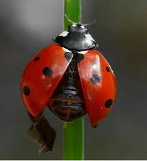 Pin By Ferhat Guzeltas On Joaninhas Ladybug Art Beautiful Bugs Bugs And Insects