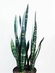 Maybe you would like to learn more about one of these? Sansevieria Trifasciata Black Dragon Care Images And Videos Chooseyourplant