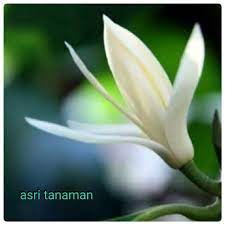We did not find results for: Jual Bunga Kantil Putih Di Lapak Asri Tanaman Bukalapak