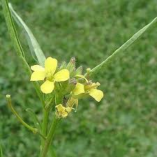 Image result for Sisymbrium orientale