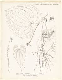 Image result for Dioscorea bulbifera