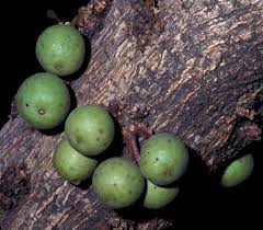 Image result for Ficus sansibarica