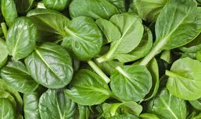 The elongated leaves have slightly toothed edges and are bright, shiny green on top and deep purple on the undersides. Can Rabbits Eat Spinach Leaves And Stems Pets Mentor