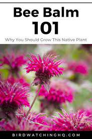 Bee Balm 101 How Why You Should Grow This Native Plant Bird Watching Hq Bee Balm Bee Balm Flower Pollinator Garden
