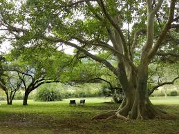 Image result for Ficus craterostoma