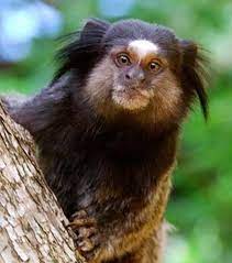 They are able to cope with. Black Tufted Marmoset Arboreal Sap Eater Amazon Rainforest Animals Rainforest Animals Monkey World