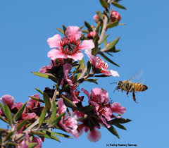 Choose flowers that feed bees during nectar shortages. The Buzz Over Manuka Honey Bug Squad Anr Blogs