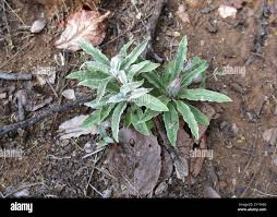 Image result for Dicoma