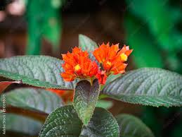 Image result for Gesneriaceae