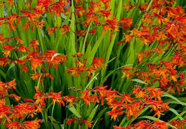 Crocosmia Aures Pflanzen Schattenblumen