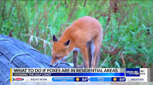 We did not find results for: What To Do If You See Foxes In Residential Areas Wkrg
