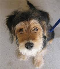 The purebred wire fox terrier. Wirelsh Terrier Dog Breed Information And Pictures