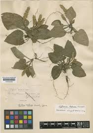 Image result for Elytraria