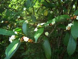 Image result for Mascarenhasia