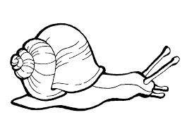 With tens of thousands of small teeth growing on their tongues, they are the animals with the largest number of teeth. Creeping Snail Coloring Pages For Kids Fet Printable Snails Coloring Pages For Kids Lego Coloring Pages Coloring Pictures For Kids Drawing Images