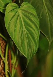 Philodendron Hederaceum Philodendron Hederaceum Jacq Schott Philodendron Scandens 1853 Philodendron Philodendron Scandens Philodendron Tropical Plants