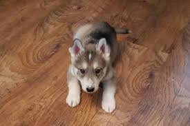 Spay the husky before her first heat if you don't want to breed her. How Old Can A Siberian Husky Get Pregnant Petskb