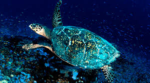 Considered by many to be the most beautiful of sea turtles for their colorful shells, the hawksbill is found in tropical waters around the world. Hawksbill Turtle Guam U S Fish And Wildlife Service